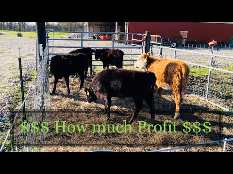 How much Money did we make selling the Dexter Hereford heifers Private Treaty