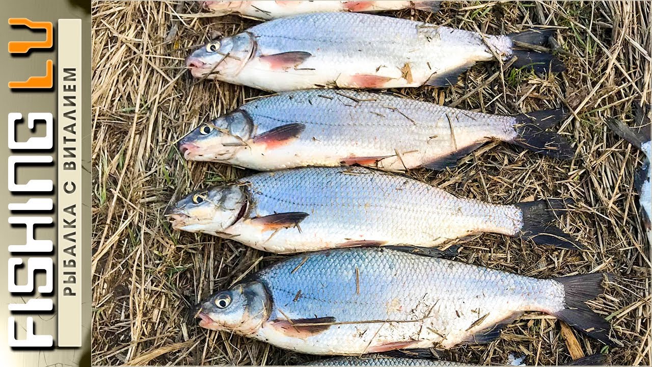 Рр3 волга рыбец