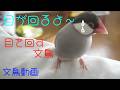 桜文鳥ほーちゃん目が回る　目を回す文鳥？　文鳥動画