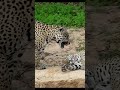 Jaguars during Courtship - All he wants is a kiss, and she wants nothing of it 😂💔 #jaguar #love