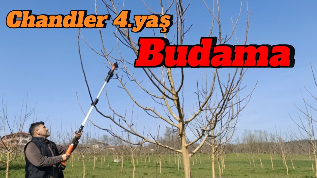 CHANDLER CEVİZ BUDAMA 4.YAŞ