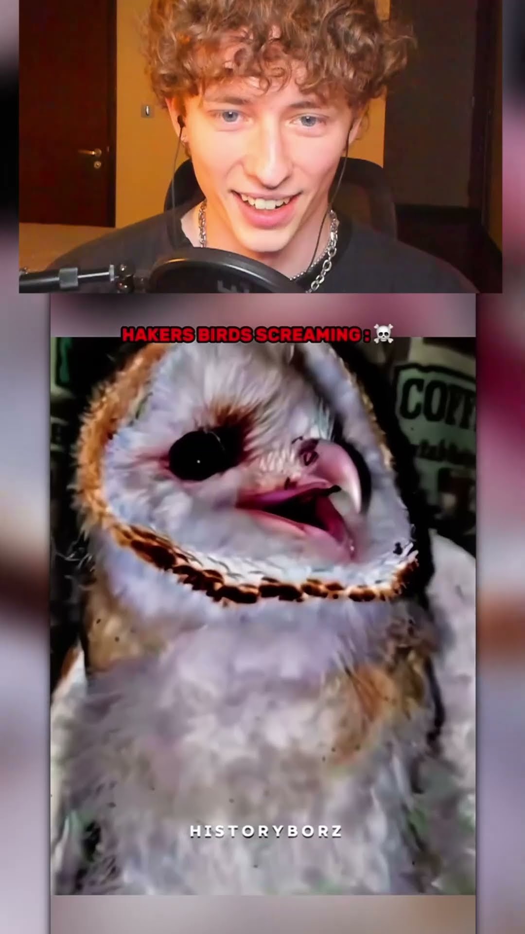 Estos pájaros dan MIEDO?