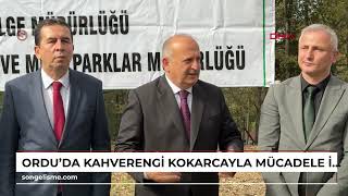 Ordu’da Kahverengi Kokarcayla Mücadele Için 200 Sülün Doğaya Salındı