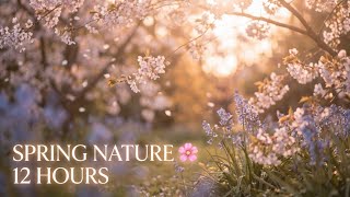 12H Spring Nature 🌿 Relaxing Ambient Music for Sleep, Study & Meditation screenshot 4