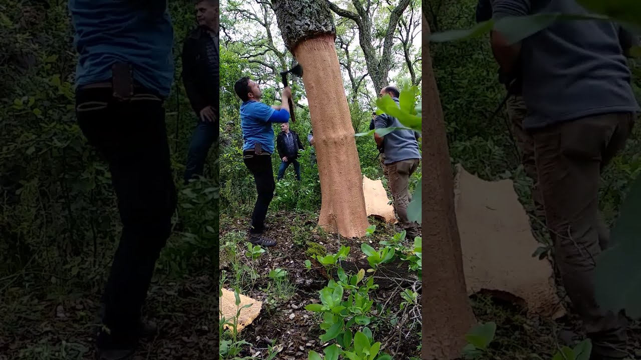 L'Antica Arte della Decortica