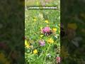 La Agricultura que casi | NADIE Conoce #agronomia #plantas #viral #sabiasque