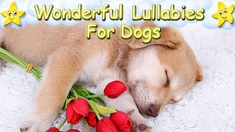 Sleep Music For Puppies Lullaby Lullabies ♫ Calm Relax Your Dog ♥ Lullaby For Dogs Golden Retriever