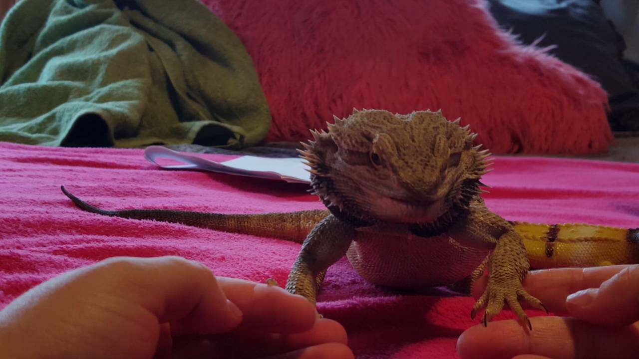 Clipping Bearded Dragon nails YouTube