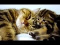 Mom Cat Talking to her Cute Meowing Kittens 20 min BONUS Video