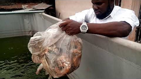 HOW TO REDUCE THE COST OF FEEDING CATFISH