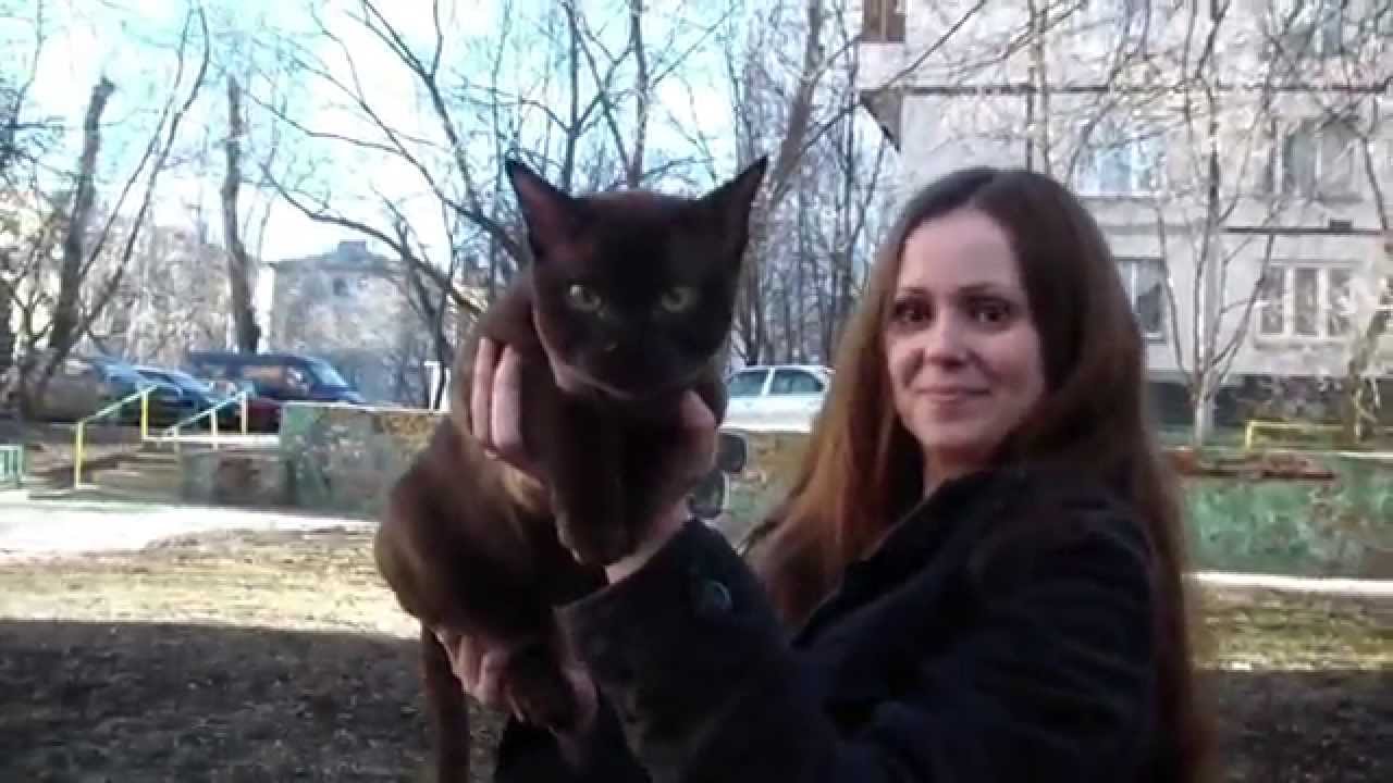 camera iphone 8 plus apk Клип №0468 - выставка кошек PCA online