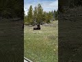 #buffalo #bison #nationalparks