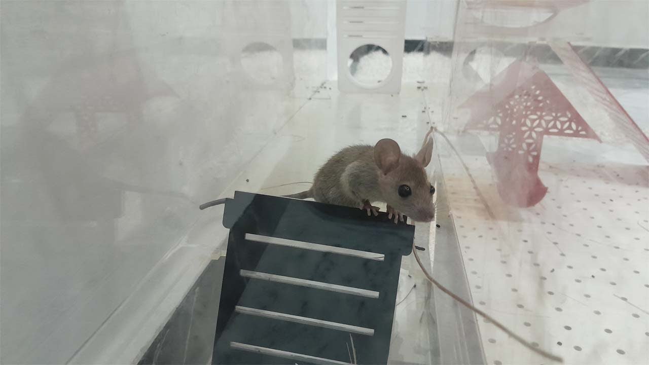 3H Cat TV Mouse Video 🐱 | Relaxing & Fun for Cats