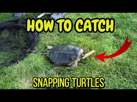 HOW TO Catch GIANT Snapping Turtles In YOUR Pond!