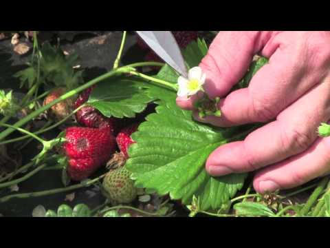 Video: Strawberry Anthracnose Info: How To Treat Anthracnose Of Strawberry