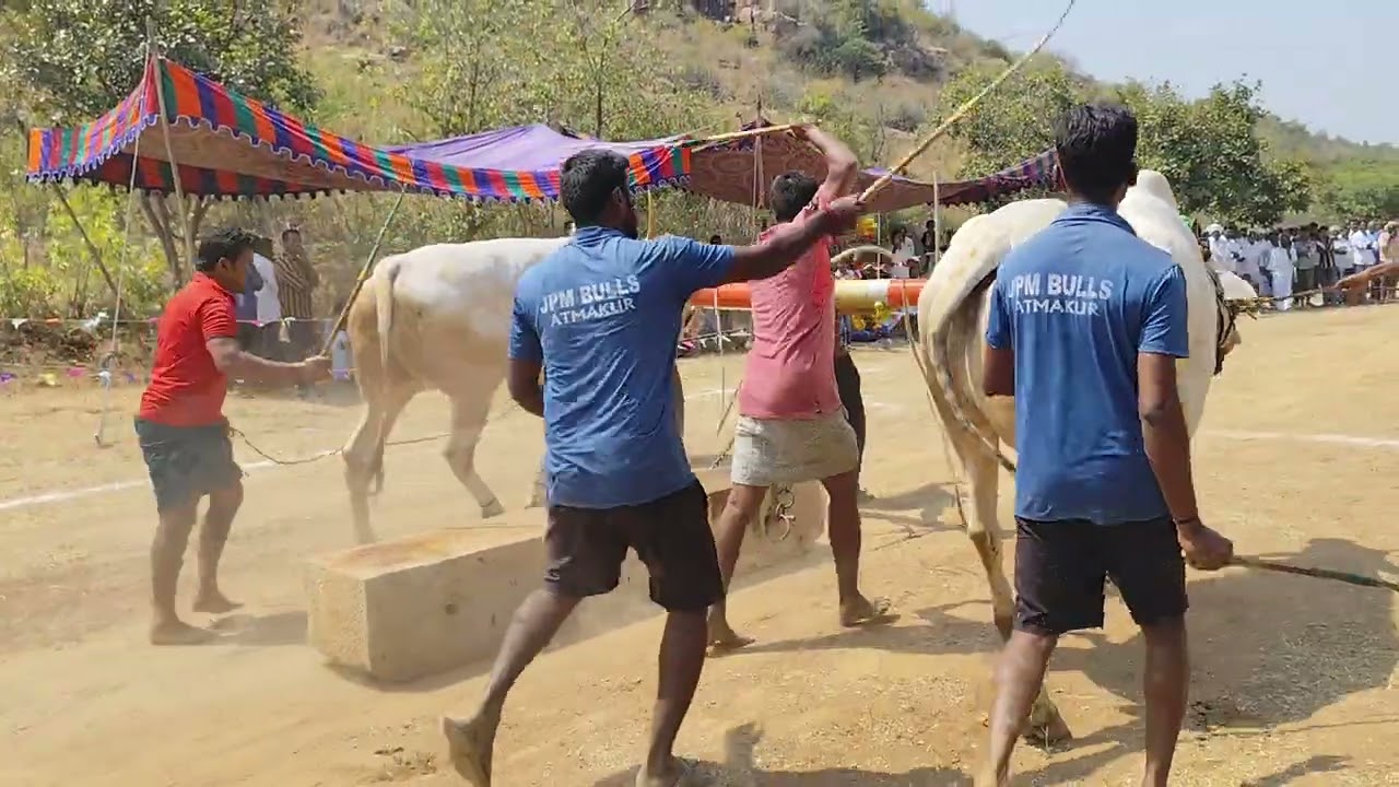 🌾💥 మొట్నూతల పల్లి దేశపు ఎద్దుల విభాగంలో 5వ జత అద్దంకి బుల్స్ అద్దంకి మస్తాన్ యాదవ్ గారు ,జొన్నగిరి💥🌾