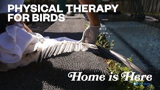 Physical Therapy For Birds | PBS HAWAIʻI