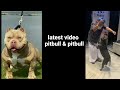 latest video in putbull &amp; pitbull