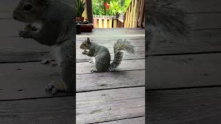 Squirrel IMG 2935