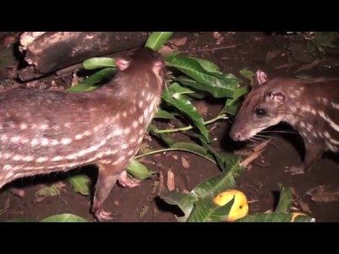 Video: The Agouti dan Paca: Rodents dari Amerika Selatan