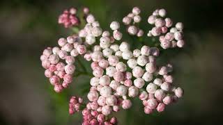 Easy Dried Flowers DIY - Rice Flower - Simple and Natural Dried Flowers