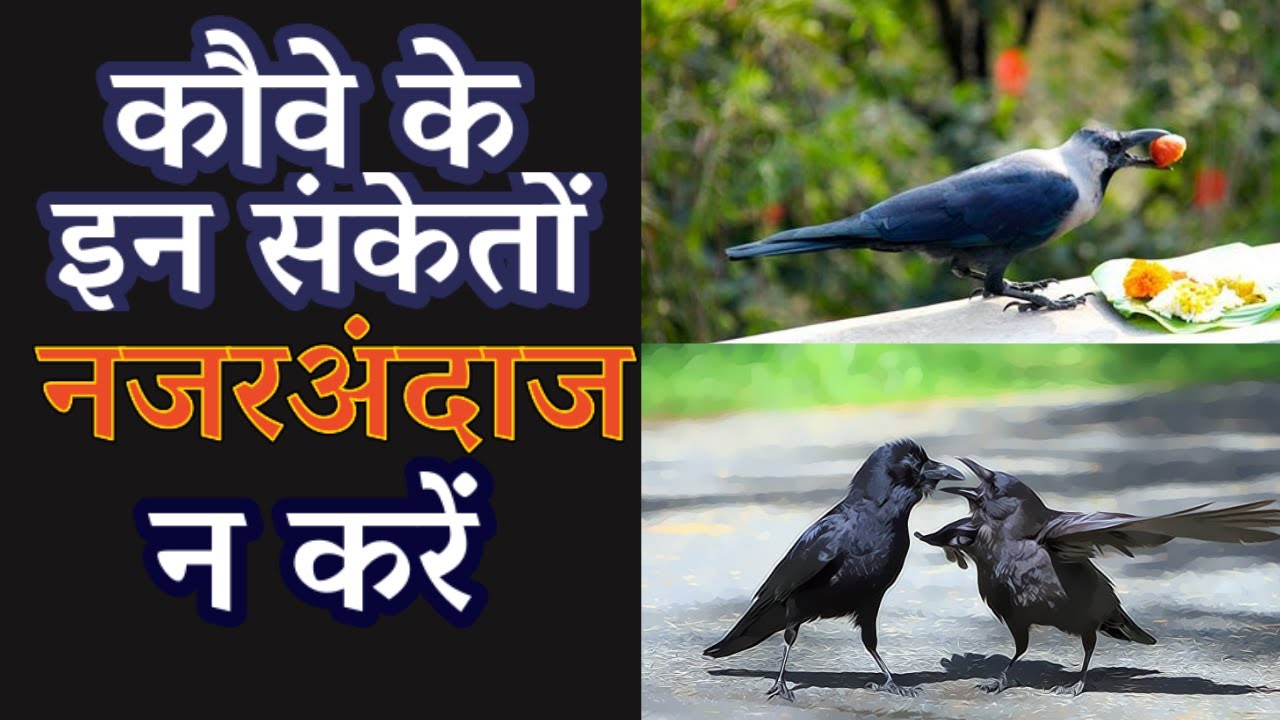 Dont ignore these signals from crows omens related to crow