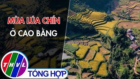 Khám phá vẻ đẹp của mùa lúa chín ở Cao Bằng