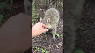 Chipmunk Scares Raccoon