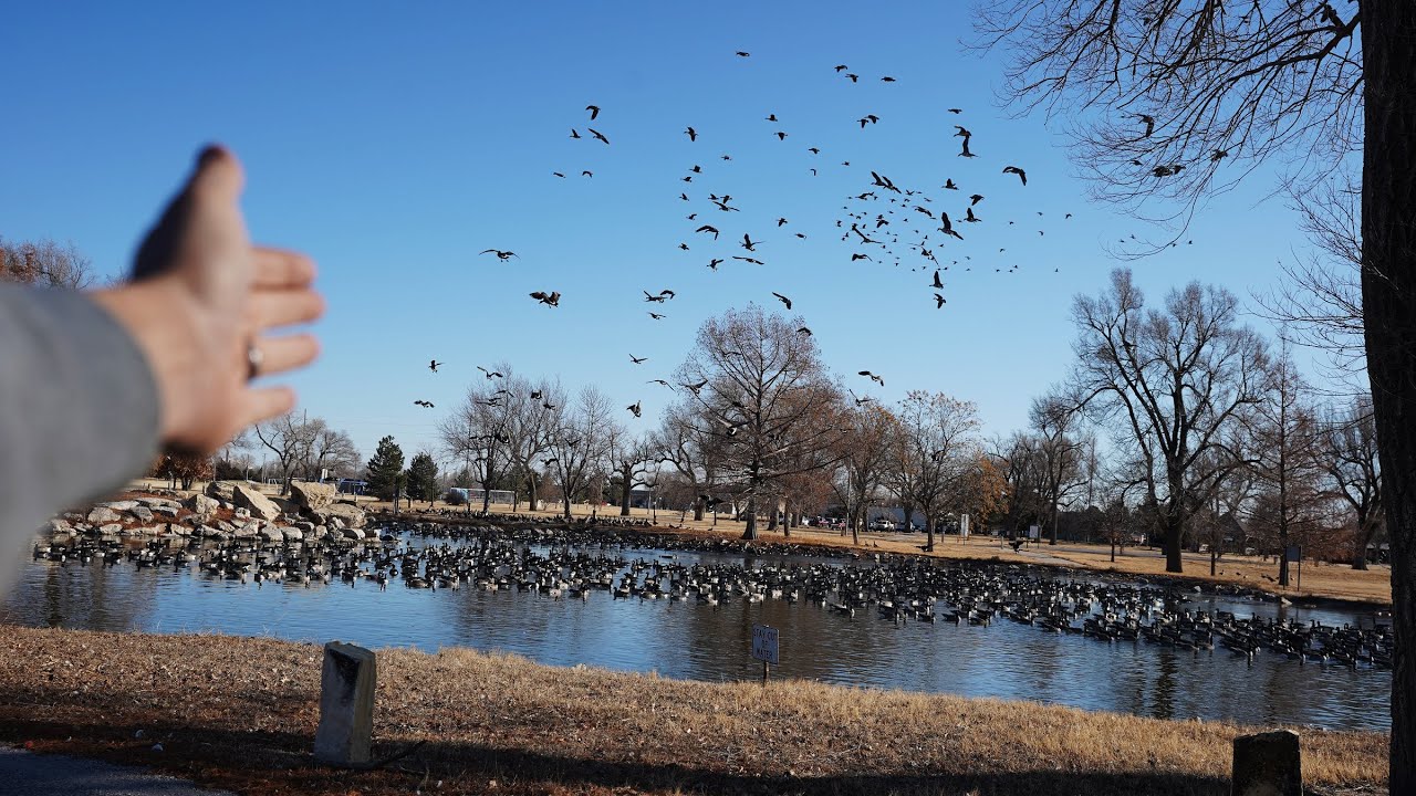 Why Are 1,000'S Of Geese Roosting On This Tiny Pond!? (Baiting??)
