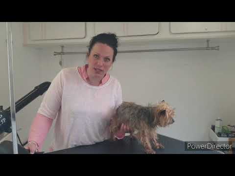 Vidéo: Comment Laver Votre Yorkshire Terrier