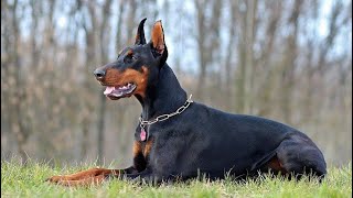 SUARA ANJING BESAR MEMANGGIL TEMANNYA | Buat Anjing Besar kumpul dengan suara ini !!