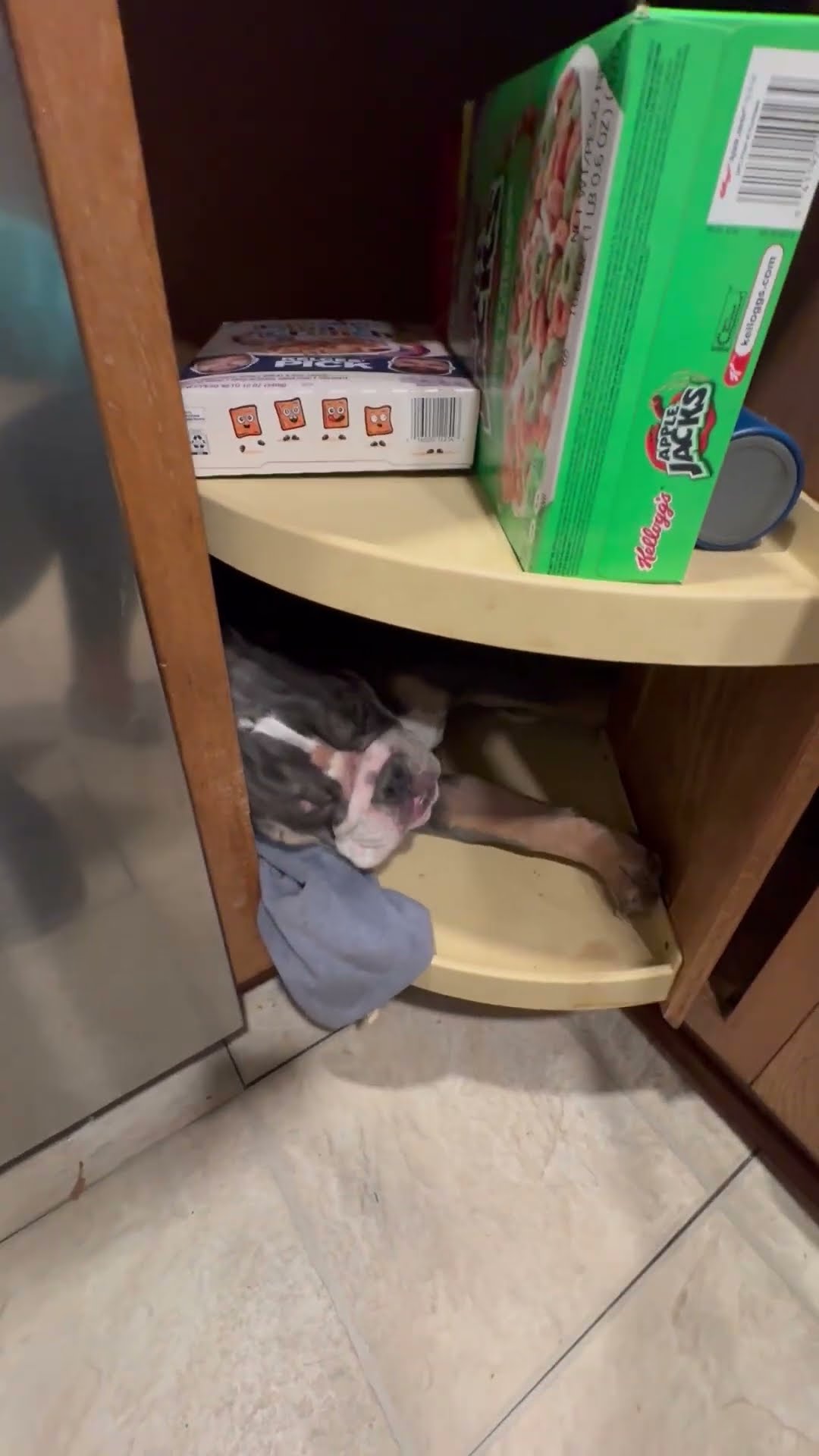 Hank Hides In Lazy Susan for a Nap || ViralHog