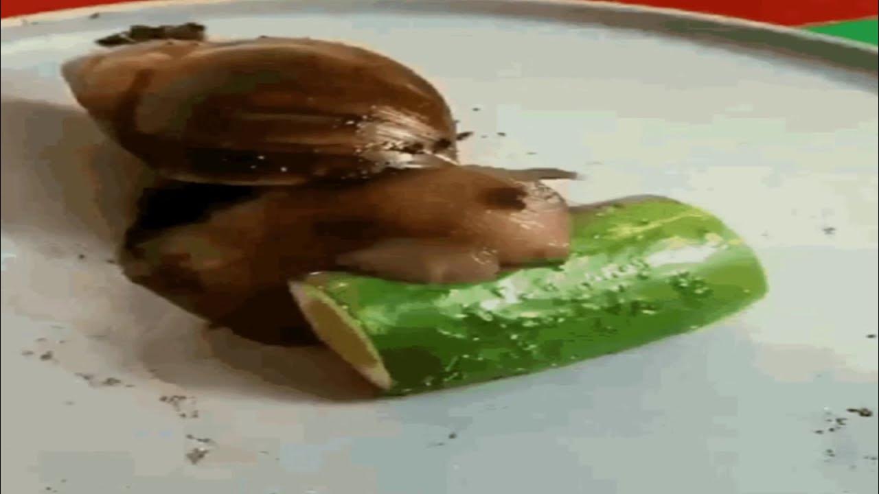 Snail eats Cucumber at Incredibly High Speeds YouTube