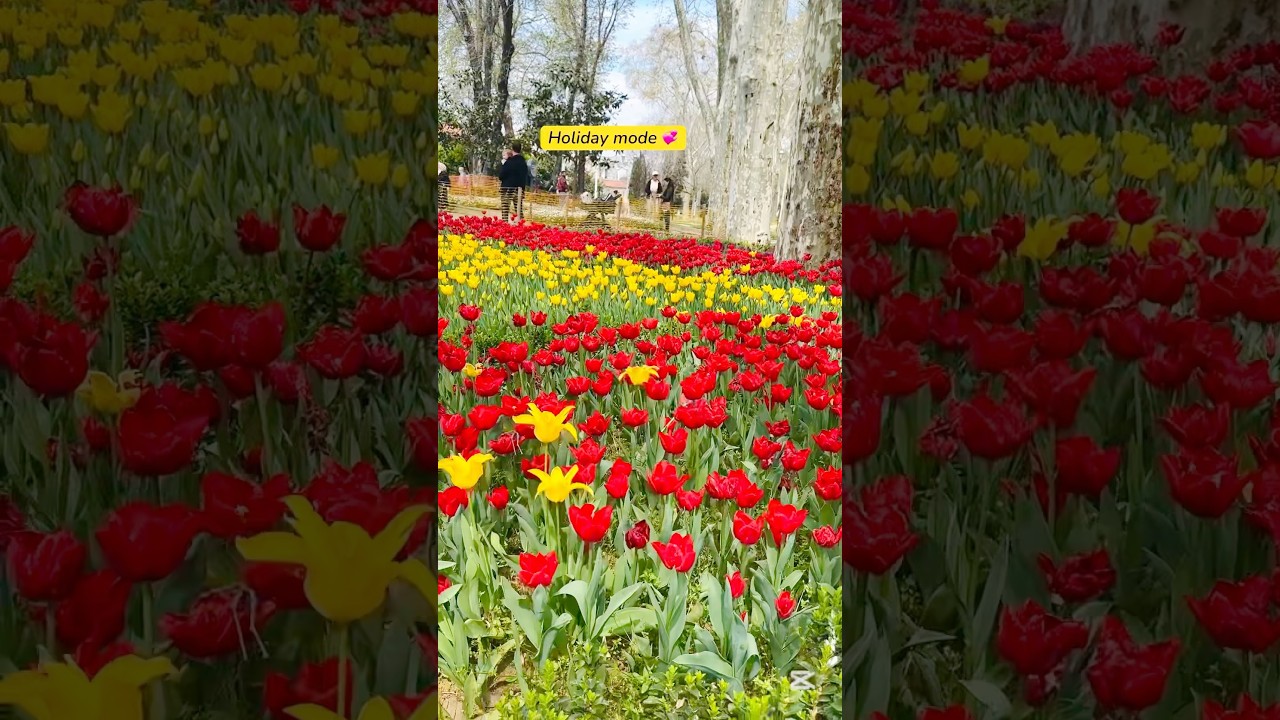 ❤️Turkey Holidays | Gulhane Park #Vacation #travel #turkeytrip #holidays #tulips #shorts