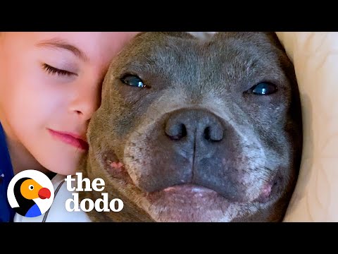 Video: Lucas ir Juno: ypatingas ryšys tarp 4 metų amžiaus berniuko ir jo šuns