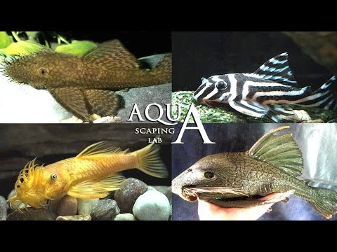 Video: Catfish ancistrus: descrizione e foto