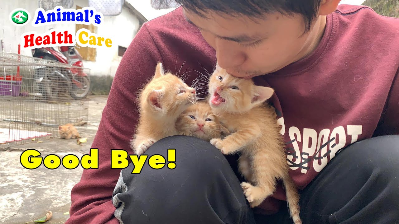 Поцелуй шестерых котят отцу до усыновления - спасите и найдите новый дом для бедных котят