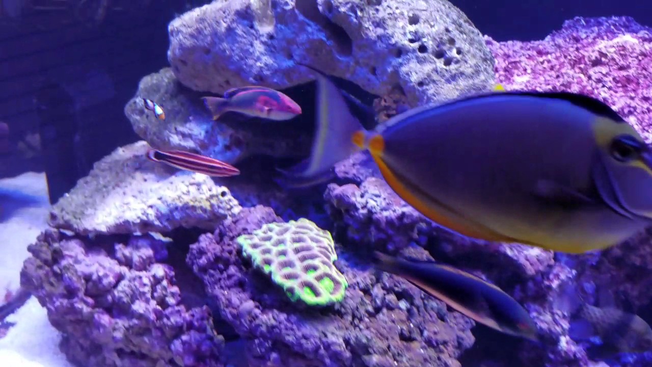 Custom Reef Brite XHO LED Fixture YouTube