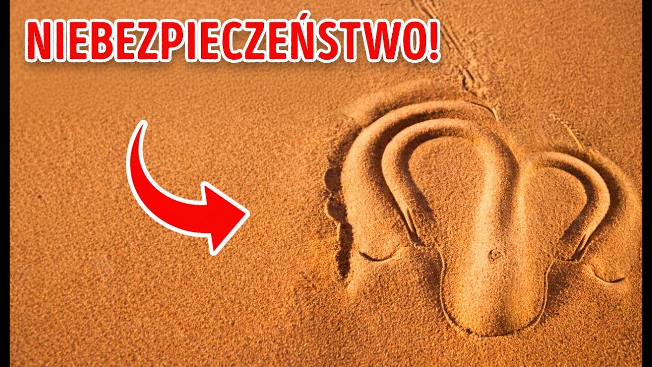 Jeśli zobaczysz ten znak w piasku, uciekaj!