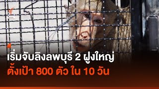 เริ่มจับลิงลพบุรี 2 ฝูงใหญ่ ตั้งเป้า 800 ตัว ใน 10 วัน I Thai PBS news