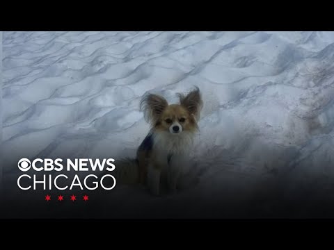 Chihuahua credited for saving owner who fell while hiking in Switzerland