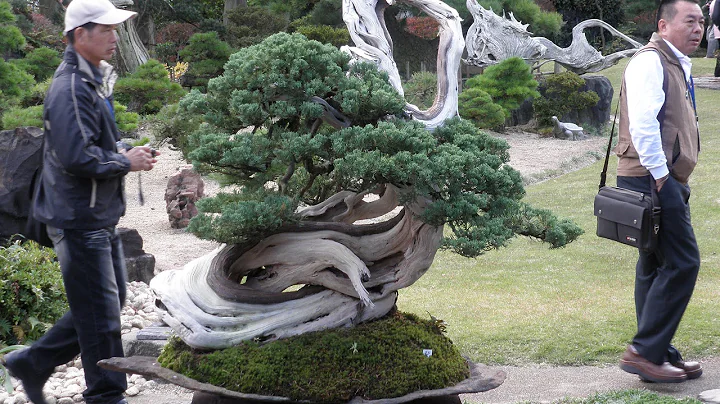 Daizo Iwasaki Bonsai garden visit