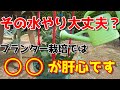【ミニトマト】これを見ればプランターでの水やりの悩みは全て解決します。【家庭菜園】