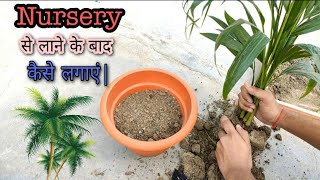 Areca Palm Repotting||How To Repotting A (Areca Palm)||Areca Palm Shifting.