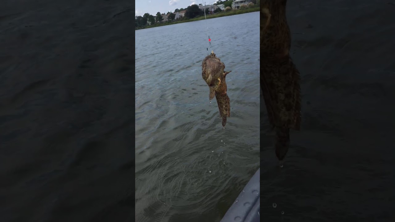 Oyster toad Fish huge!