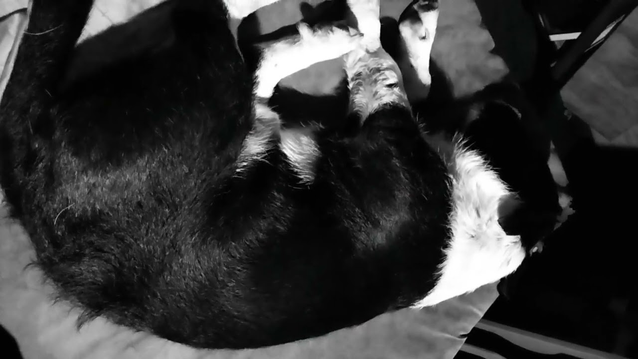 Documenting Metamorphosis Training Nobbs Suzuki Praxis 11 July 2024