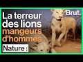 Lhistoire des lions mangeurs dhommes du tsavo