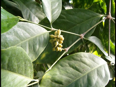 Βίντεο: Είναι το Gnetum ζωντανό απολίθωμα;