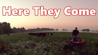 Move Cows With Me