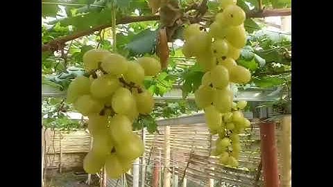 Anggur Asal Eropa Berbuah Lebat Di Indonesia🍇🍇